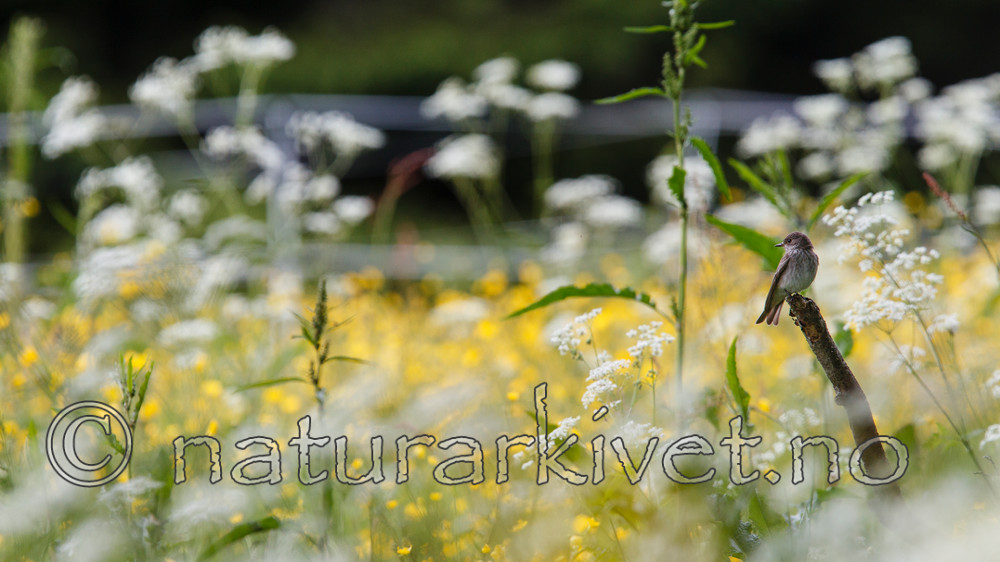 KA_120614_2559 / Muscicapa striata / Gråfluesnapper