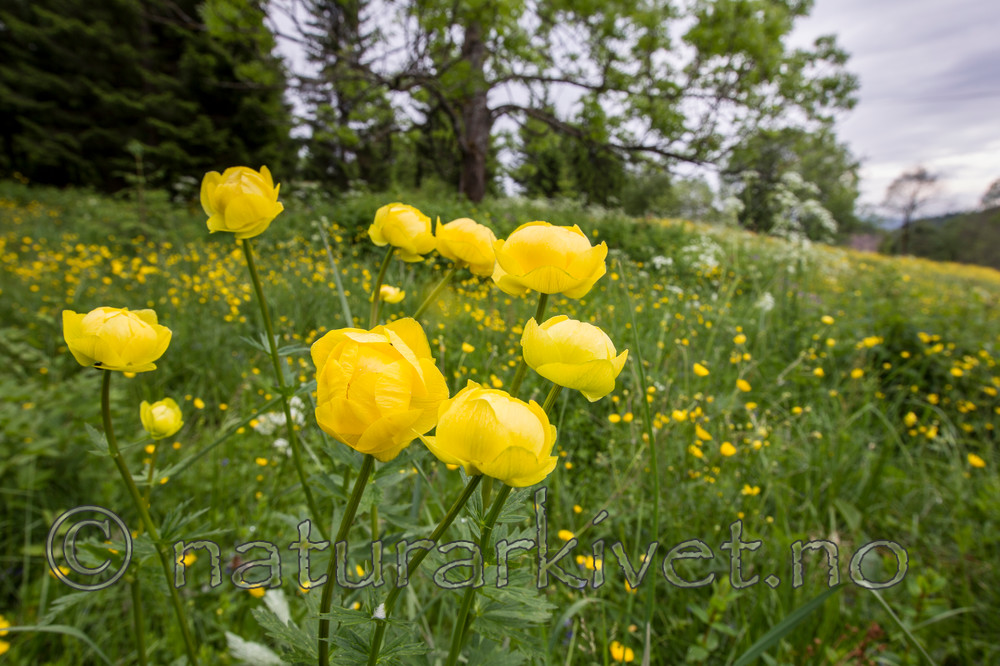 KA_120614_2564 / Trollius europaeus / Ballblom