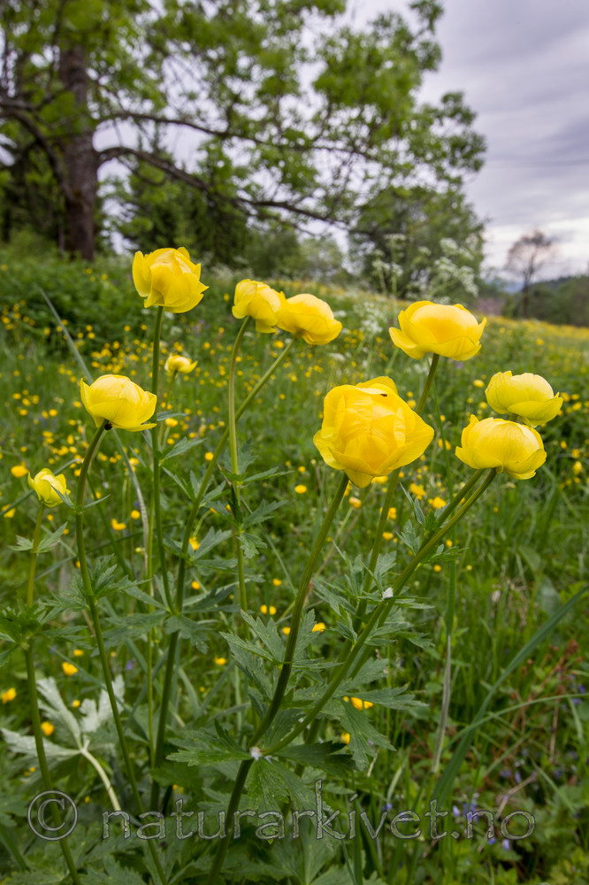KA_120614_2565 / Trollius europaeus / Ballblom