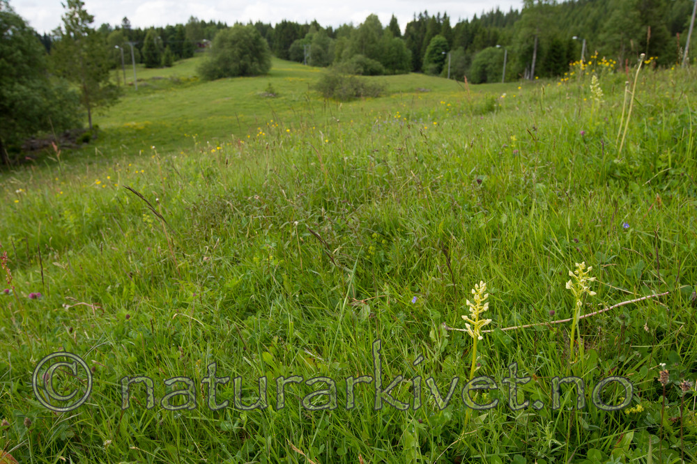 KA_120614_2595 / Platanthera montana / Grov nattfiol