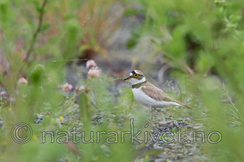 KA_120615_2829 / Charadrius dubius / Dverglo