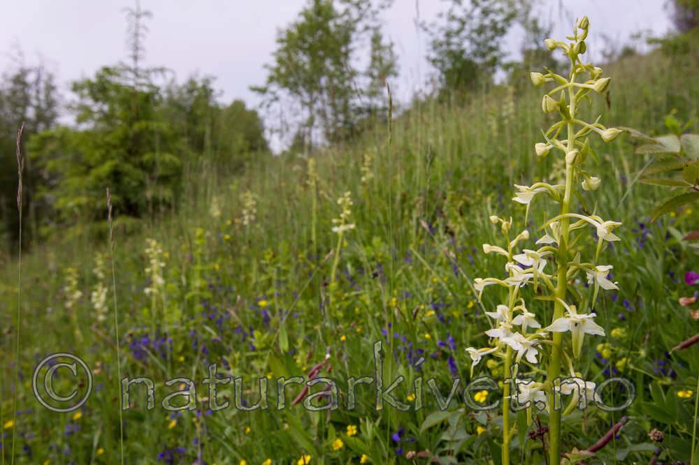 KA_120617_2835 / Platanthera montana / Grov nattfiol