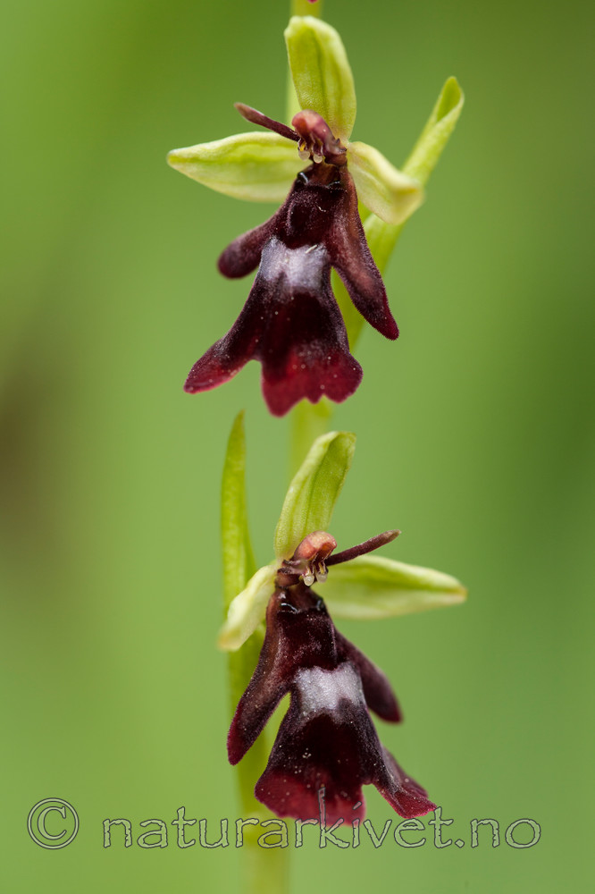 KA_120617_4801 / Ophrys insectifera / Flueblom