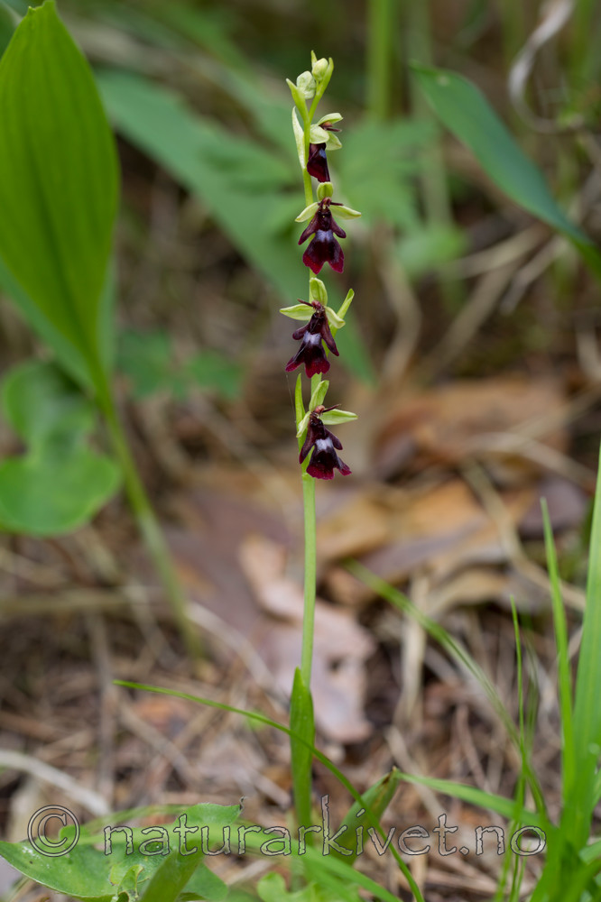 KA_120617_4804 / Ophrys insectifera / Flueblom