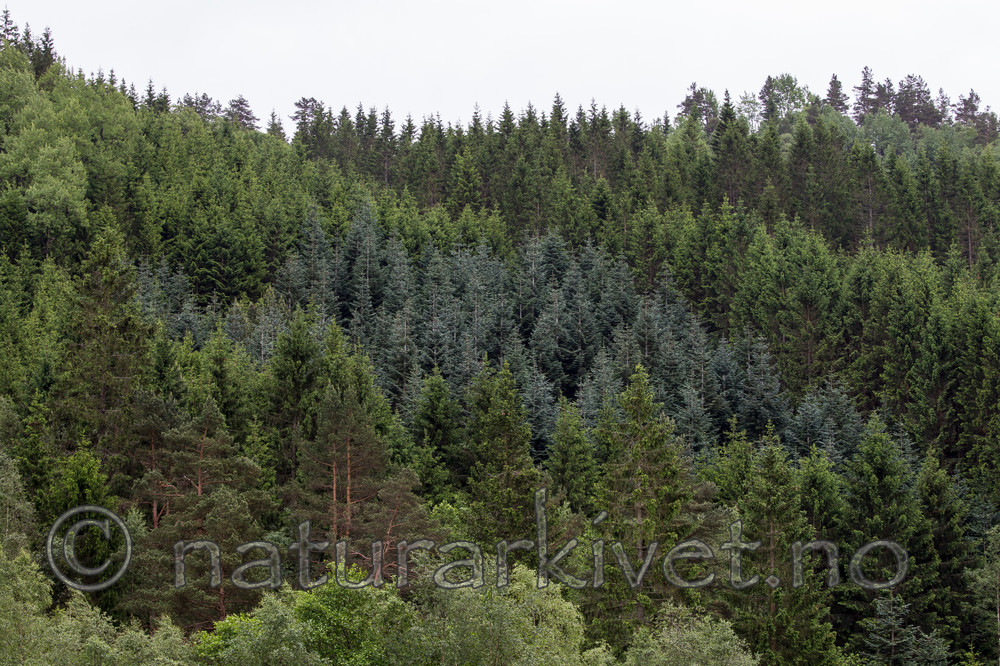 KA_120618_2136 / Picea sitchensis / Sitkagran