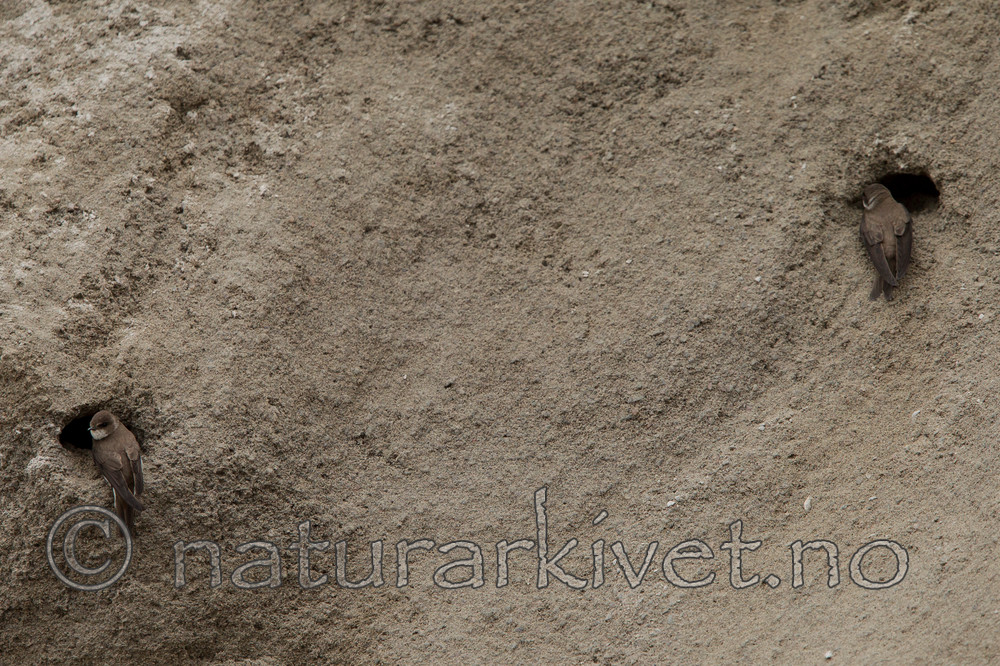 KA_120620_2226 / Riparia riparia / Sandsvale