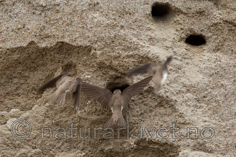 KA_120620_2230 / Riparia riparia / Sandsvale