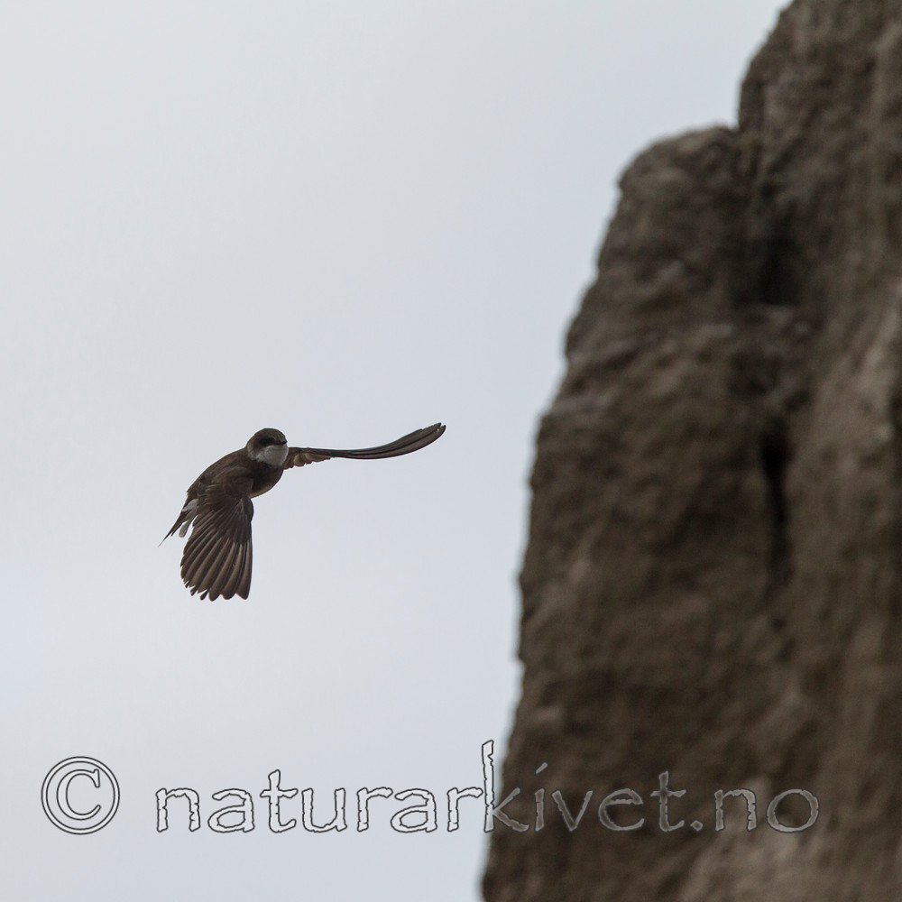 KA_120620_2247 / Riparia riparia / Sandsvale