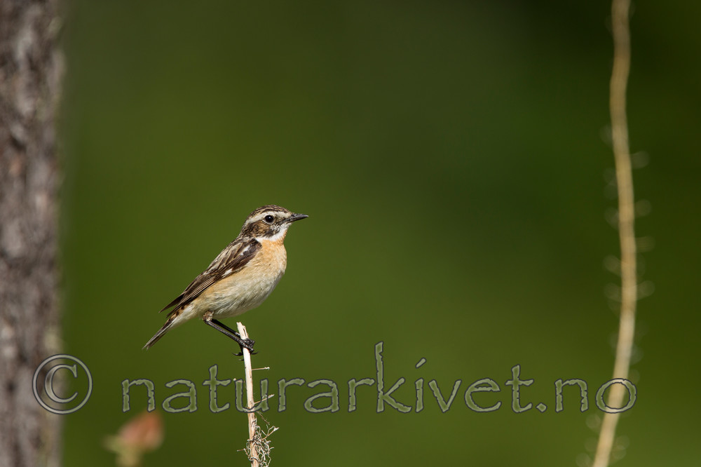 KA_120621_2317 / Saxicola rubetra / Buskskvett