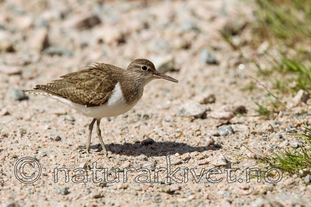 KA_120621_2362 / Actitis hypoleucos / Strandsnipe