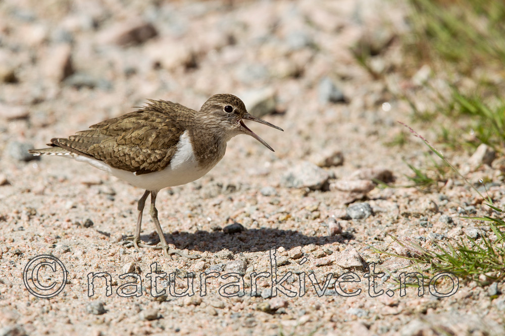 KA_120621_2363 / Actitis hypoleucos / Strandsnipe