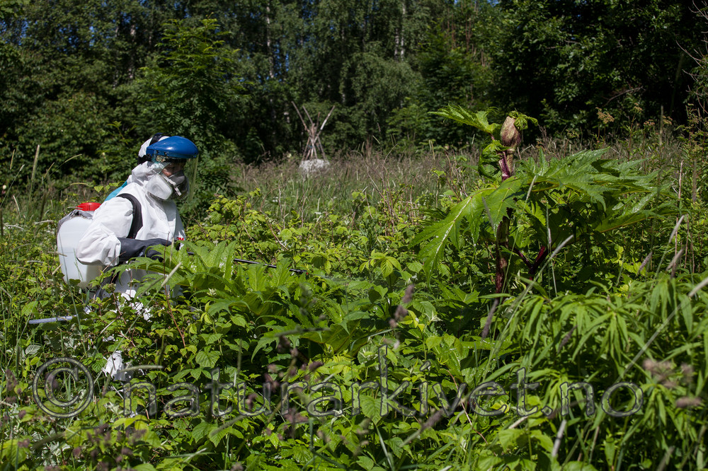 KA_120627_2614 / Heracleum mantegazzianum / Kjempebjørnekjeks