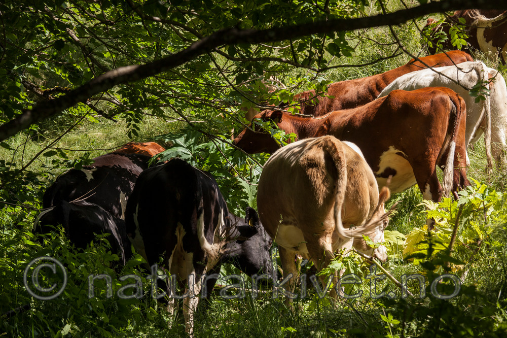 KA_120627_2620 / Heracleum mantegazzianum / Kjempebjørnekjeks