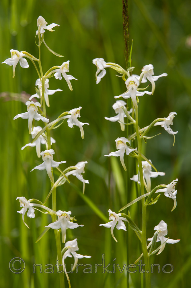 KA_120628_2641 / Platanthera montana / Grov nattfiol