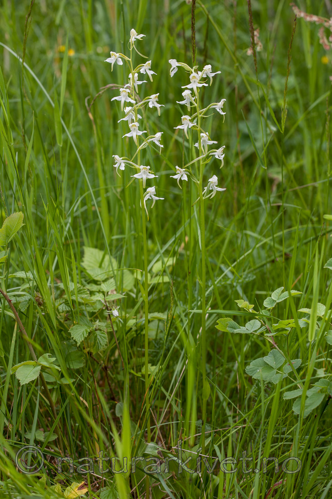 KA_120628_2642 / Platanthera montana / Grov nattfiol