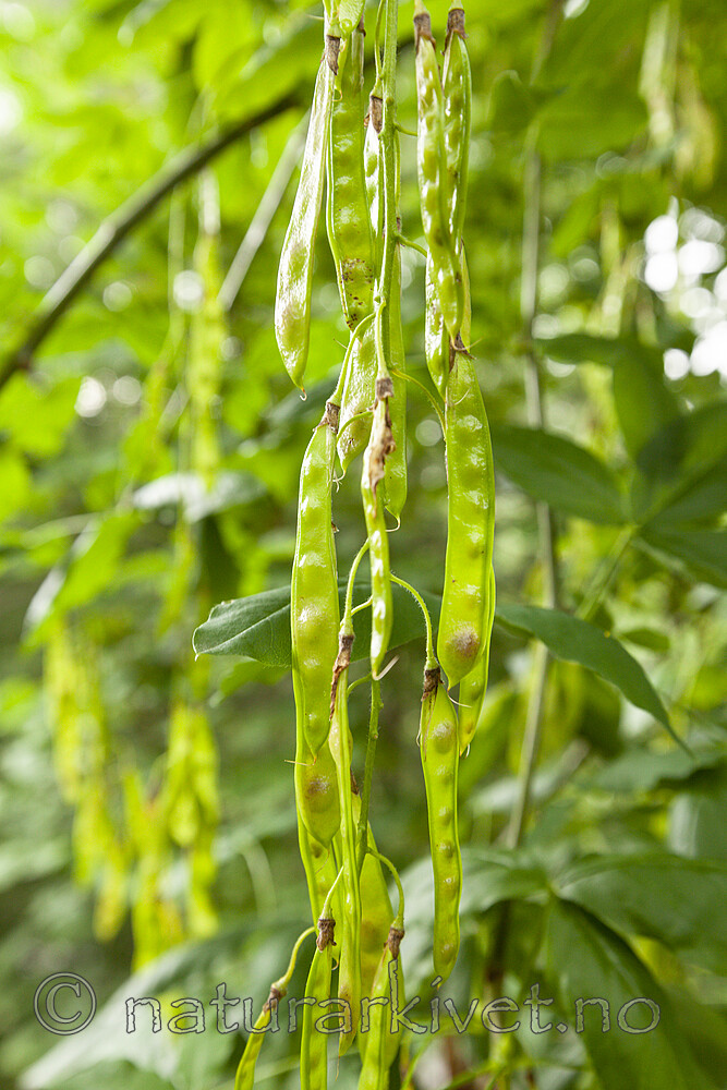 KA_120710_2864 / Aleuroviggianus halperini