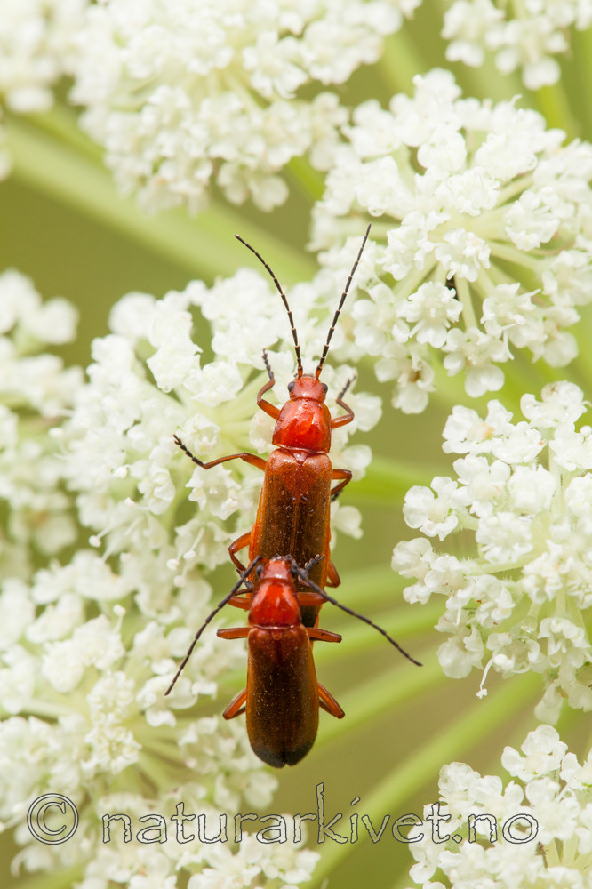 KA_120710_2870 / Rhagonycha fulva <br /> Seseli libanotis / Hjorterot