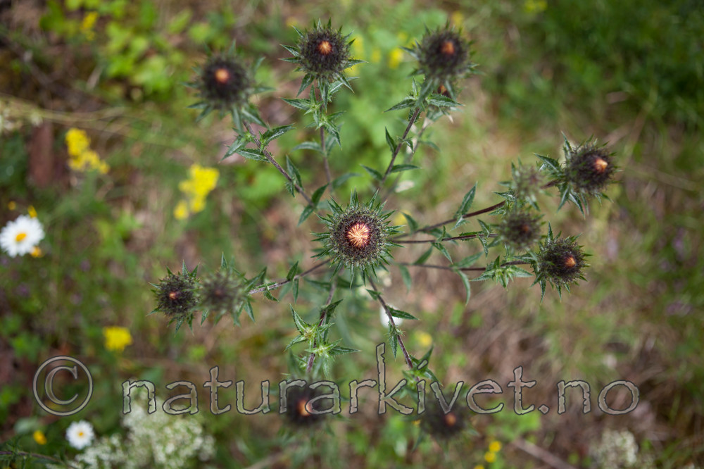 KA_120710_2909 / Carlina vulgaris / Stjernetistel <br /> Carlina vulgaris longifolia / Stor stjernetistel