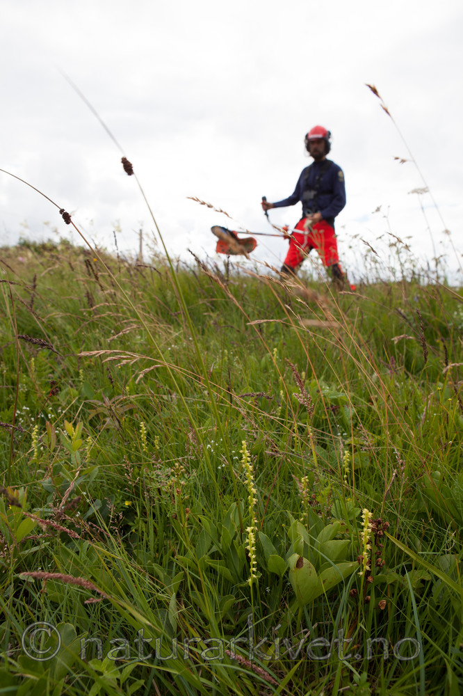 KA_120713_4691 / Herminium monorchis / Honningblom