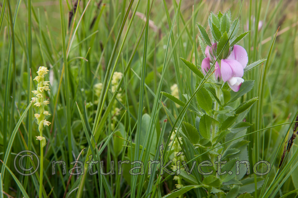 KA_120713_4694 / Herminium monorchis / Honningblom <br /> Ononis arvensis / Bukkebeinurt