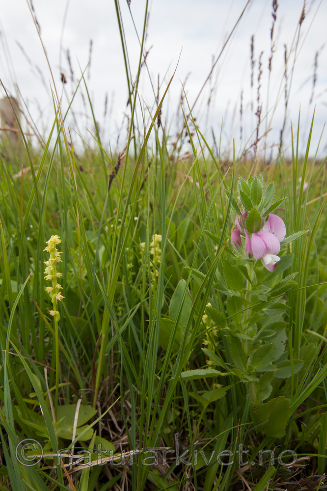 KA_120713_4696 / Herminium monorchis / Honningblom <br /> Ononis arvensis / Bukkebeinurt
