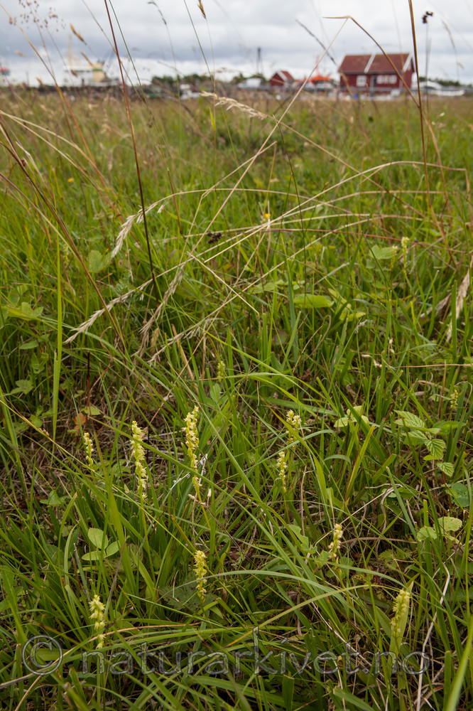 KA_120713_4721 / Herminium monorchis / Honningblom