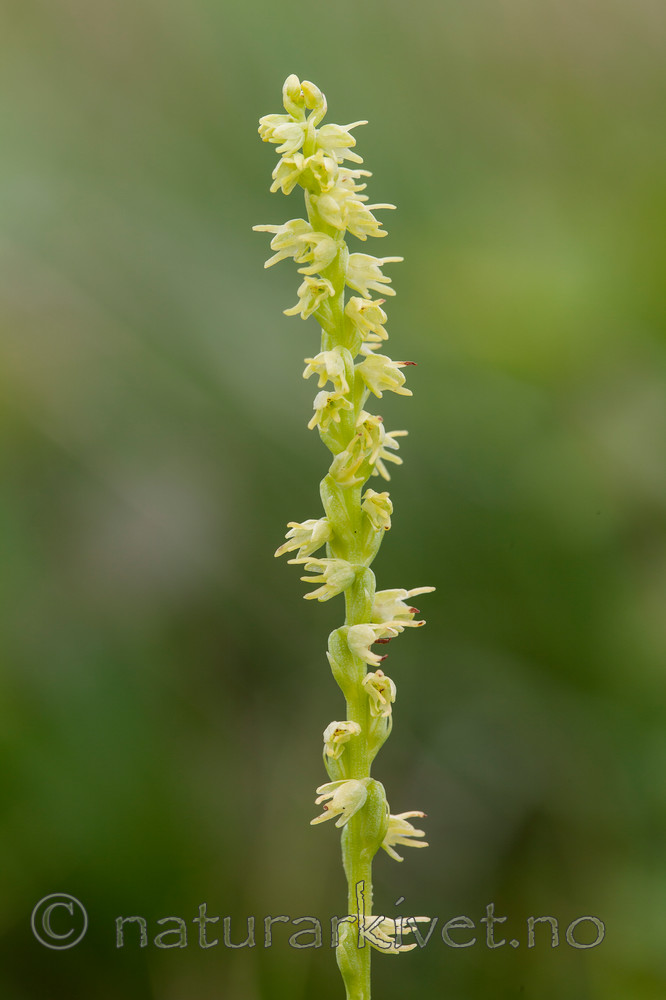 KA_120713_4722 / Herminium monorchis / Honningblom