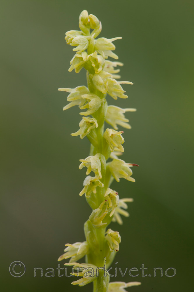 KA_120713_4724 / Herminium monorchis / Honningblom
