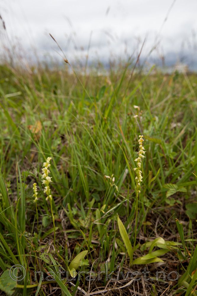 KA_120713_4725 / Herminium monorchis / Honningblom