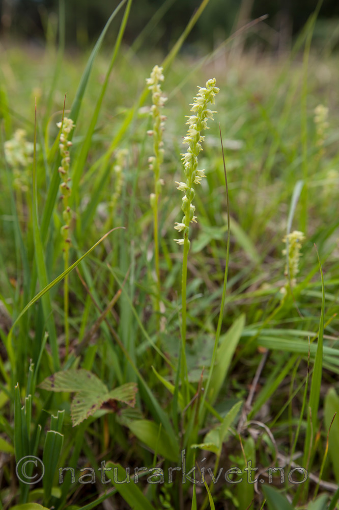 KA_120713_4729 / Herminium monorchis / Honningblom