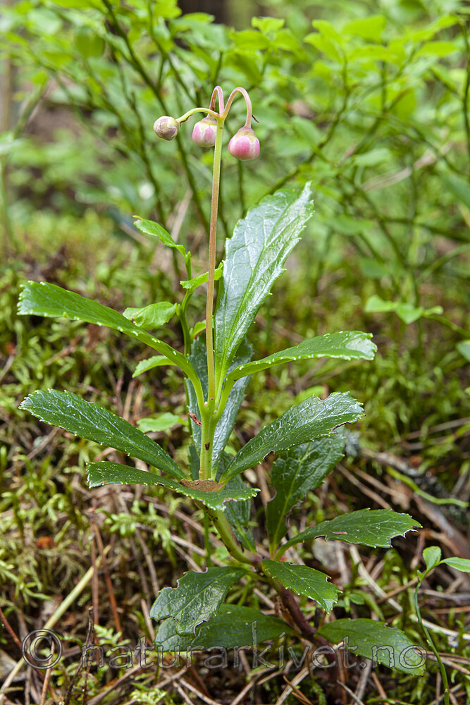 KA_120713_4737 / Chimaphila umbellata / Bittergrønn