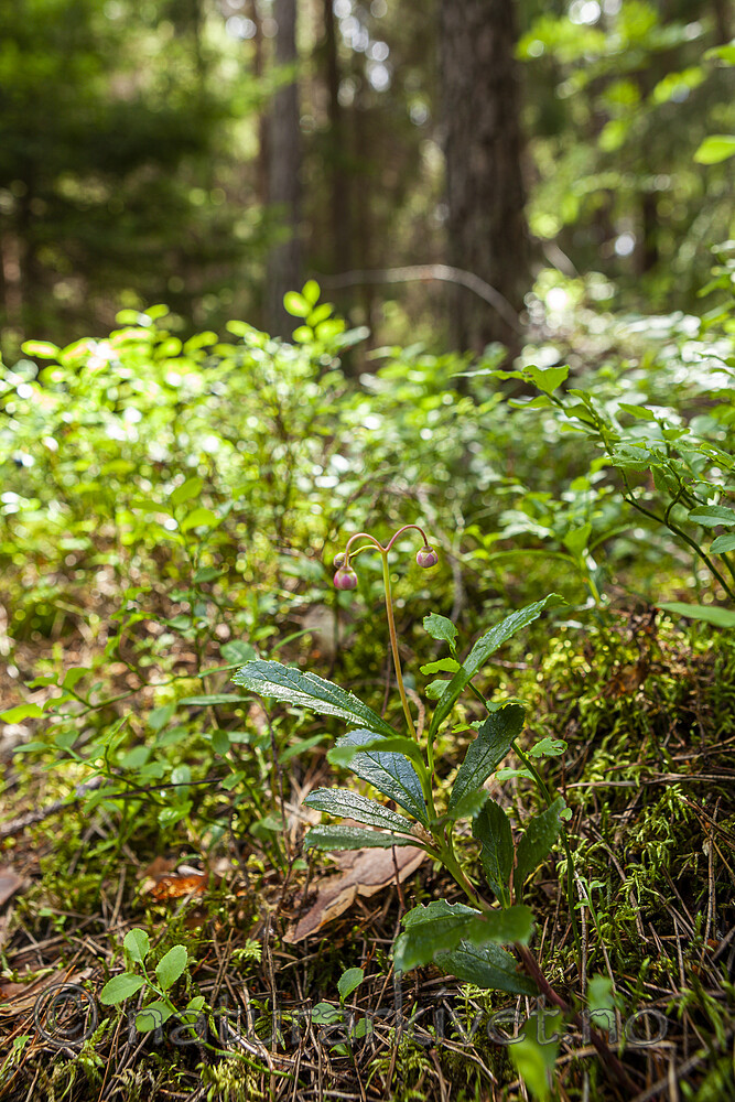 KA_120713_4741 / Chimaphila umbellata / Bittergrønn