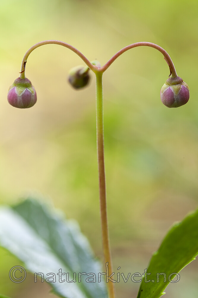 KA_120713_4746 / Chimaphila umbellata / Bittergrønn