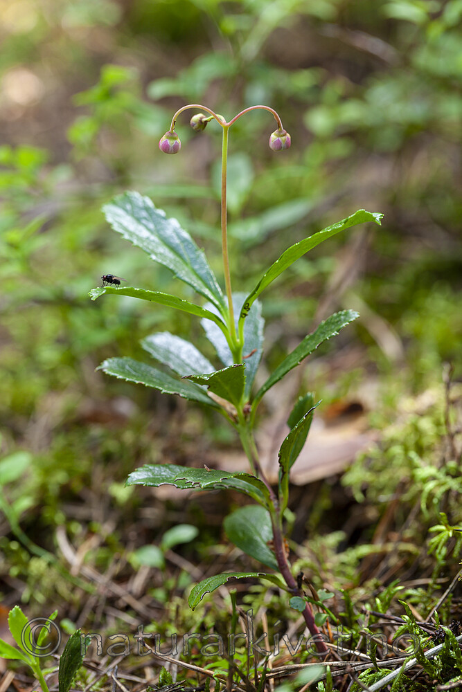 KA_120713_4747 / Chimaphila umbellata / Bittergrønn