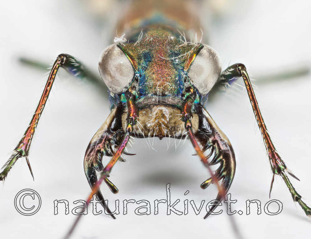 KA_120807_maritima_anterior / Cicindela maritima / Elvesandjeger