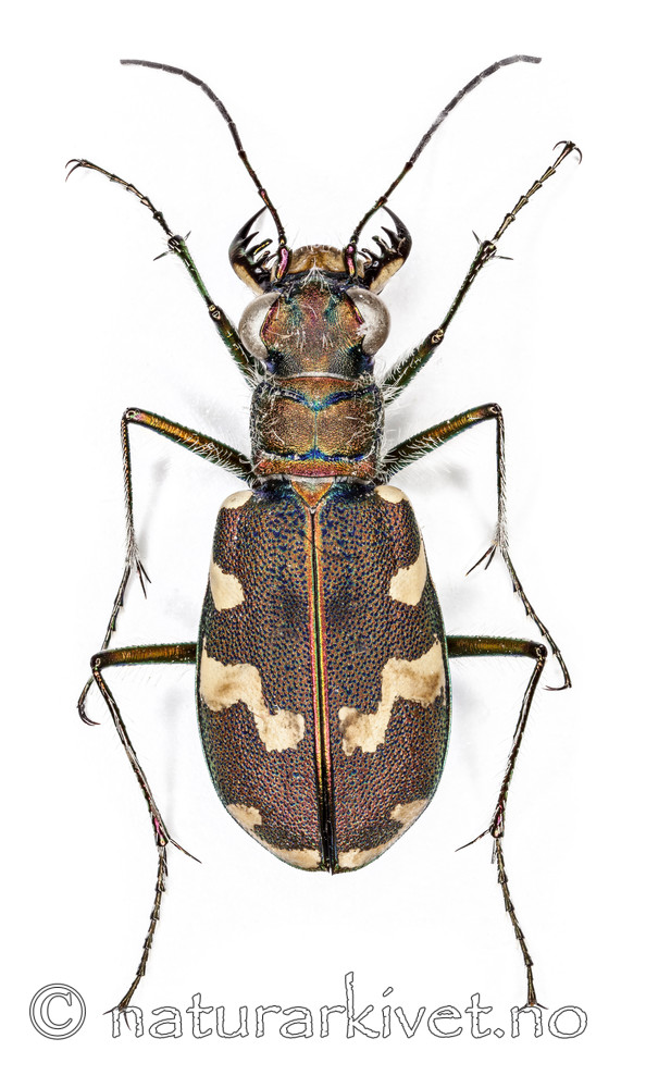 KA_120807_maritima_dorsal / Cicindela maritima / Elvesandjeger