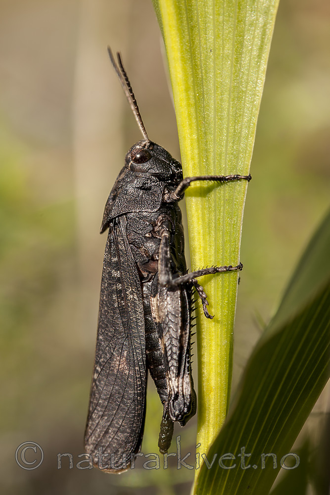 KA_120813_2996 / Psophus stridulus / Klapregresshoppe