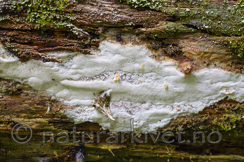 KA_120819_5158 / Picea abies / Gran <br /> Skeletocutis stellae / Taigakjuke