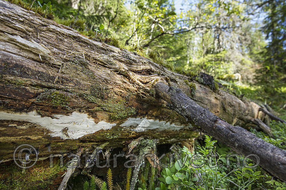 KA_120819_5160 / Picea abies / Gran <br /> Skeletocutis stellae / Taigakjuke