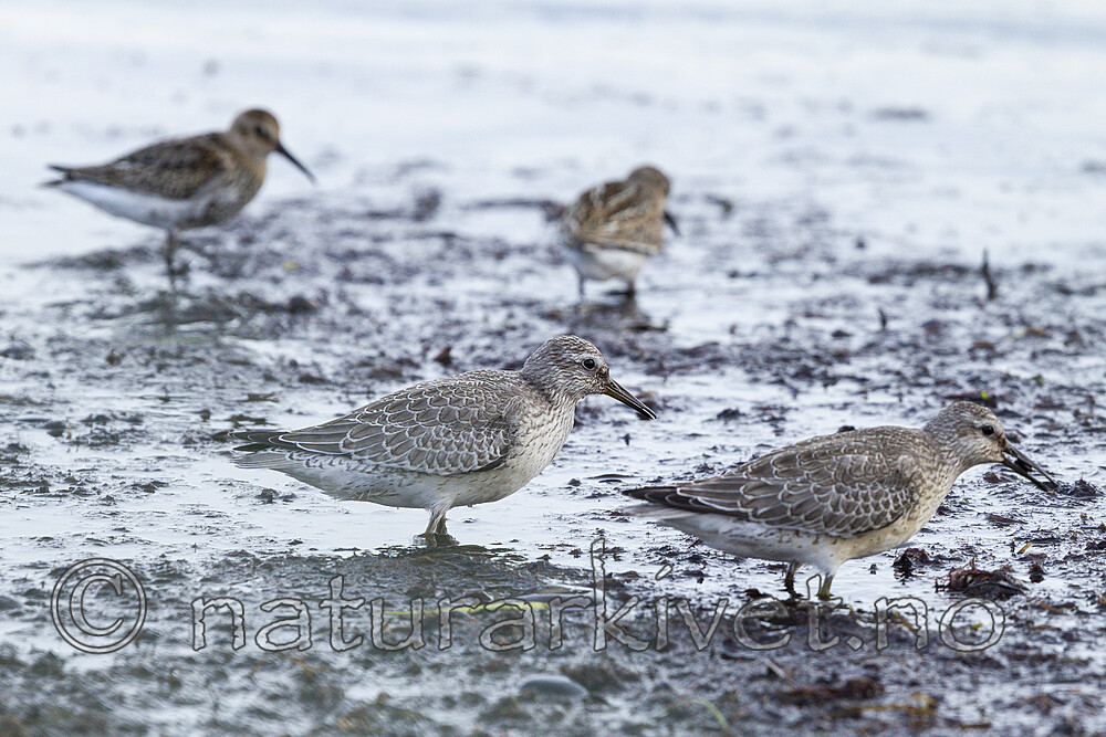 KA_120906_5893 / Calidris alpina / Myrsnipe <br /> Calidris canutus / Polarsnipe