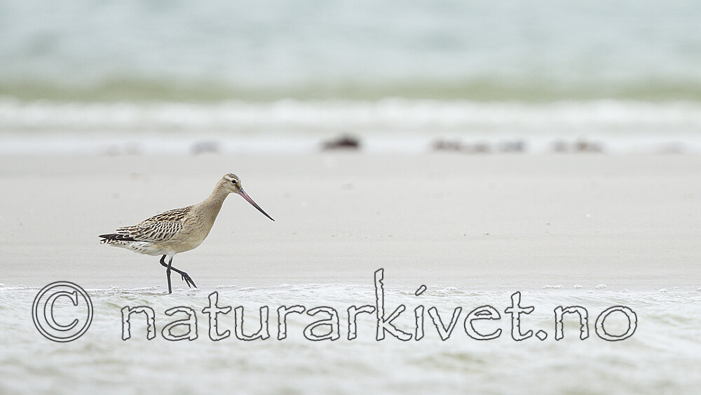 KA_120907_5917 / Limosa lapponica / Lappspove