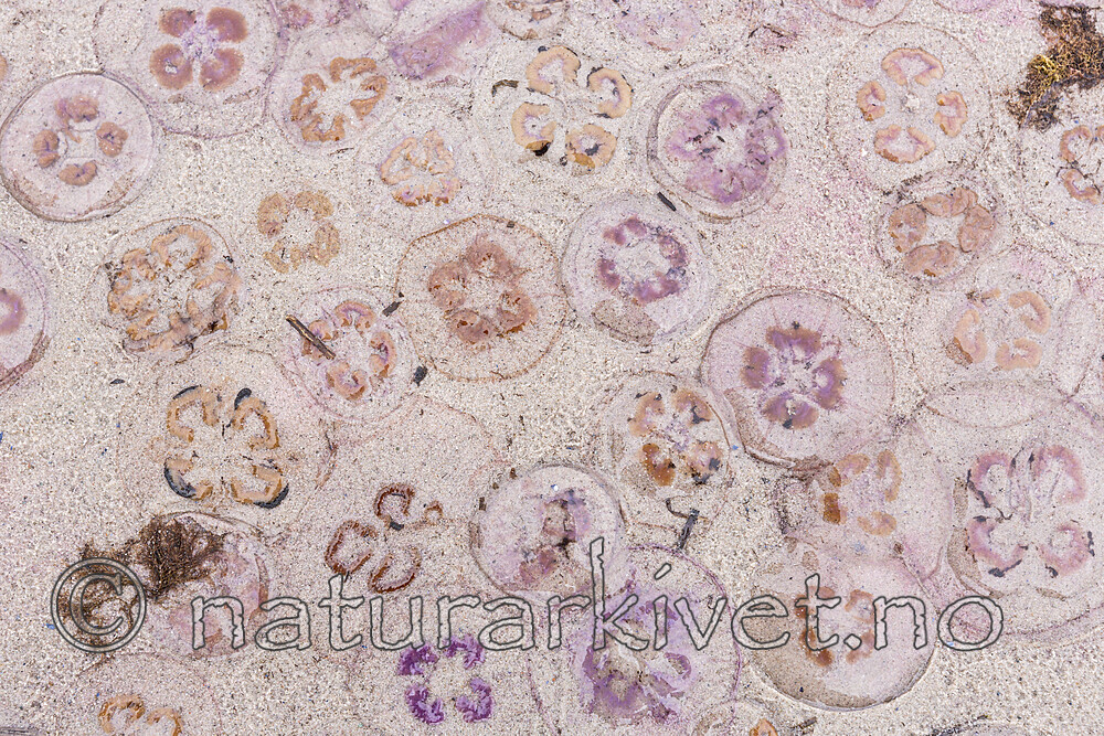 KA_120907_5938 / Cyanea capillata / Brennmanet