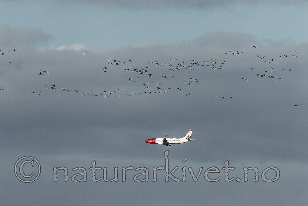 KA_120907_5975 / Anser anser / Grågås