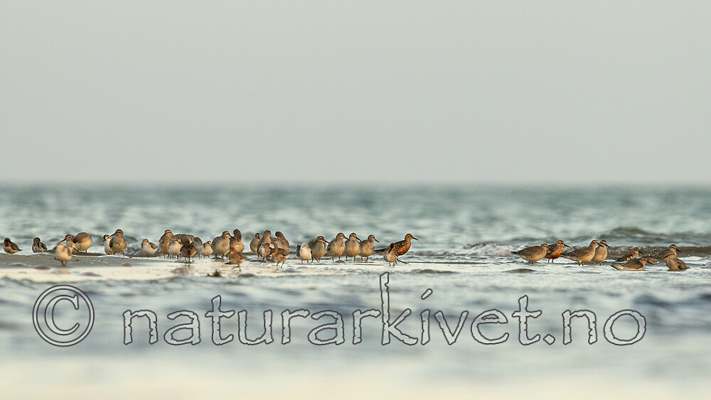 KA_120907_5986 / Calidris alba / Sandløper <br /> Calidris alpina / Myrsnipe <br /> Calidris canutus / Polarsnipe