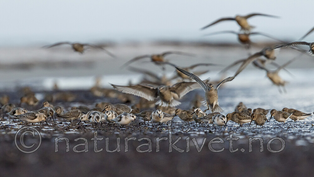 KA_120907_5989 / Calidris alba / Sandløper <br /> Calidris alpina / Myrsnipe <br /> Calidris canutus / Polarsnipe
