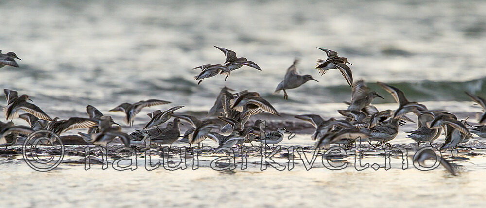 KA_120907_5991 / Calidris alba / Sandløper <br /> Calidris alpina / Myrsnipe <br /> Calidris canutus / Polarsnipe
