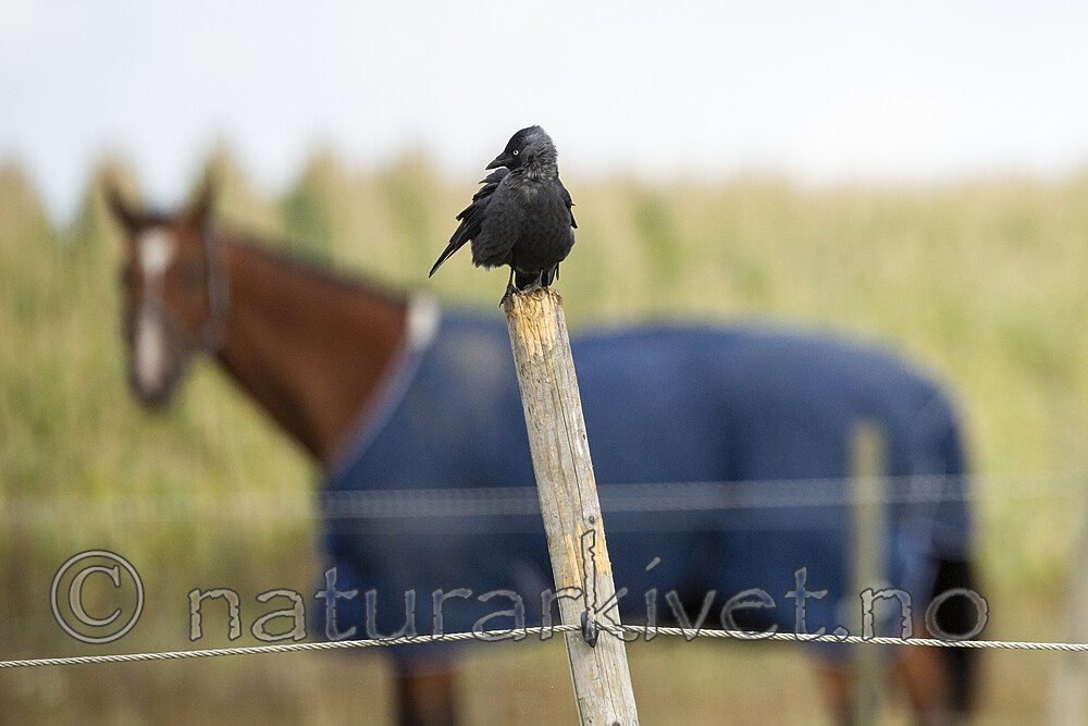 KA_120908_6050 / Corvus monedula / Kaie <br /> Equus caballus / Hest
