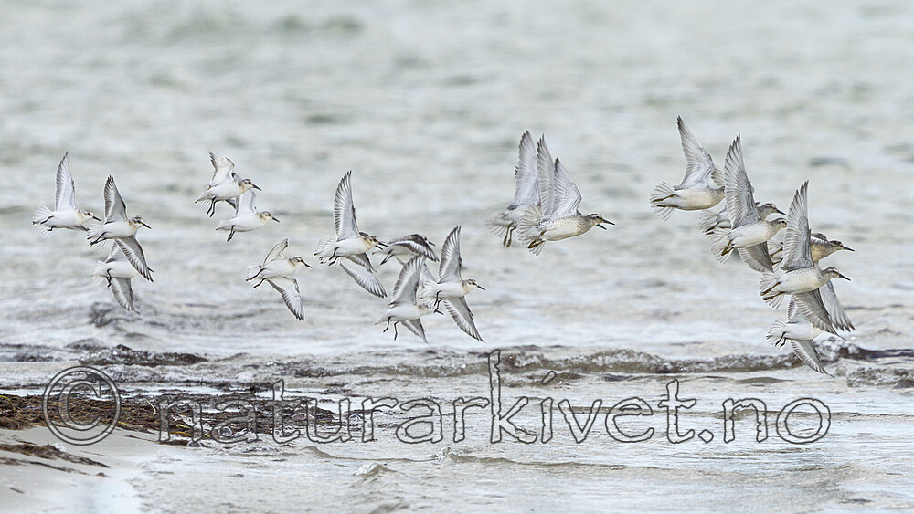 KA_120908_6052 / Calidris alba / Sandløper <br /> Calidris canutus / Polarsnipe