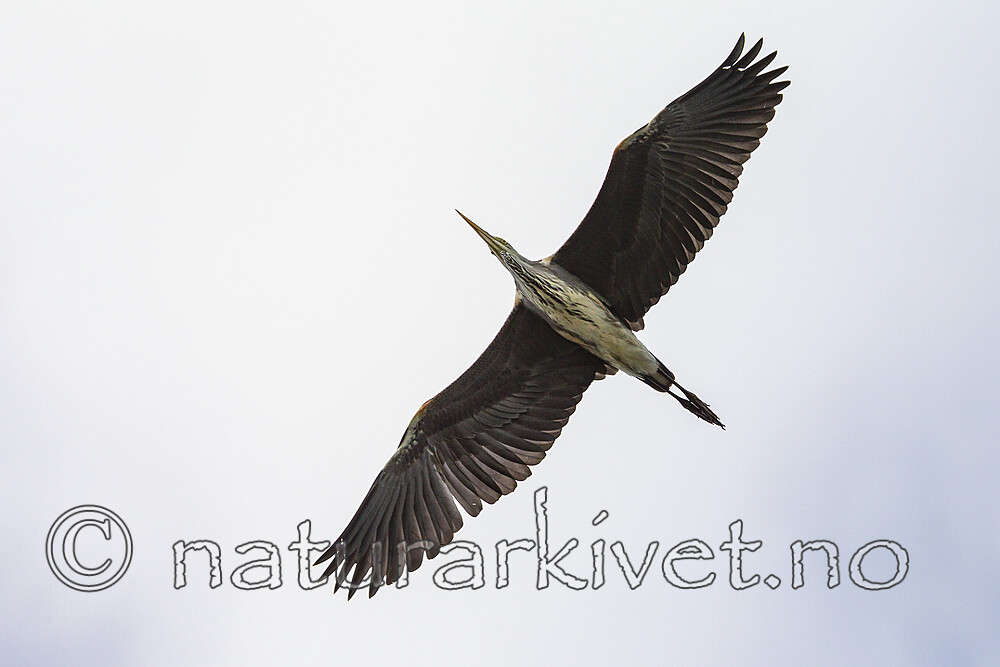 KA_120908_6053 / Ardea cinerea / Gråhegre