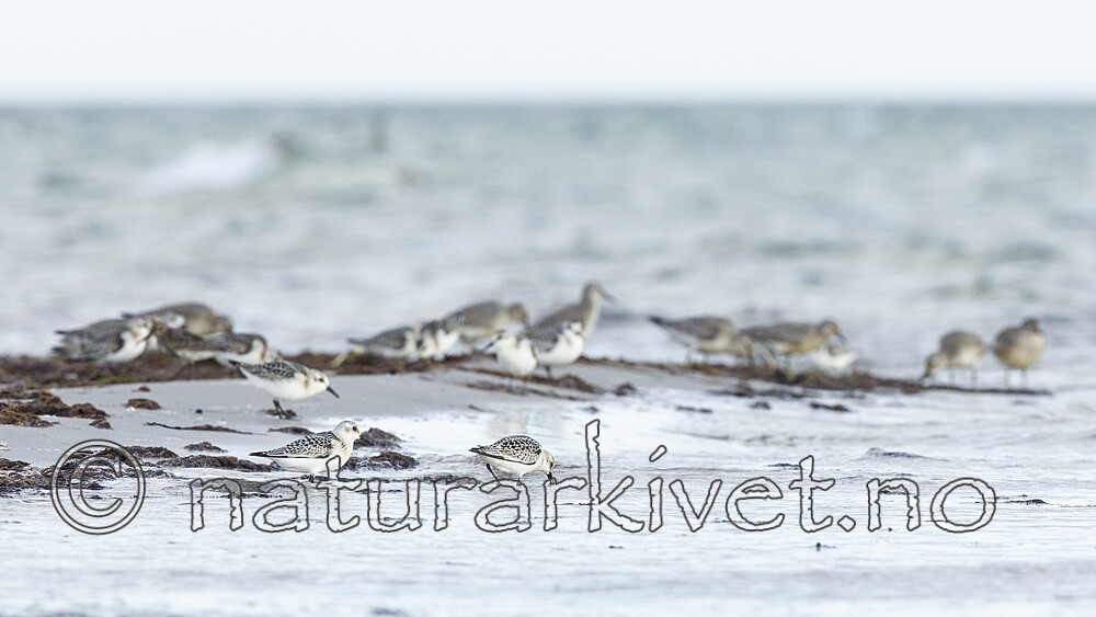 KA_120908_6054 / Calidris alba / Sandløper <br /> Calidris canutus / Polarsnipe